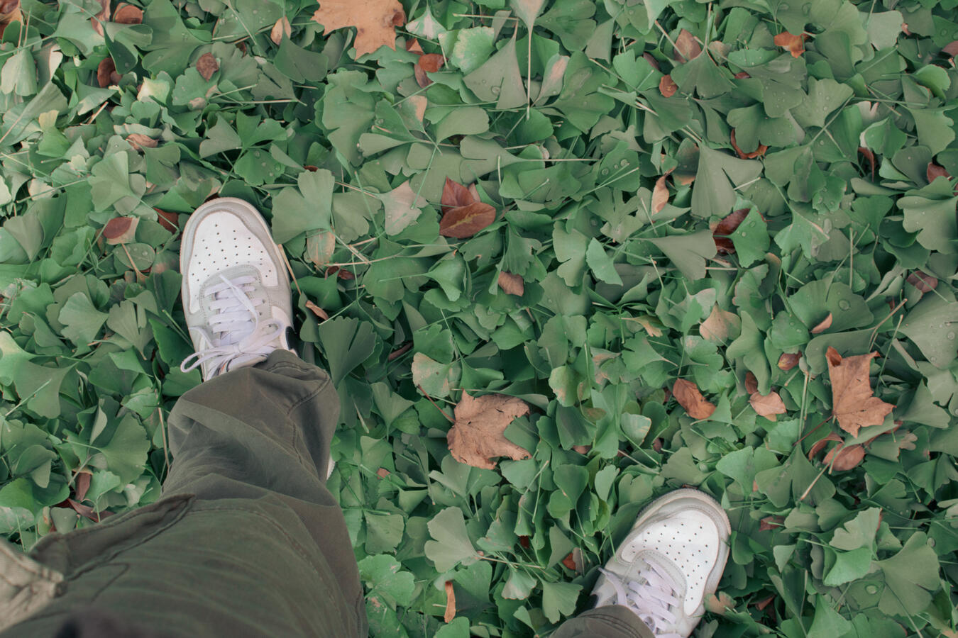 Birds Eye View Shot Person's feet in white sneakers and green pants standing on a bed of green ginkgo leaves with some brown leaves.