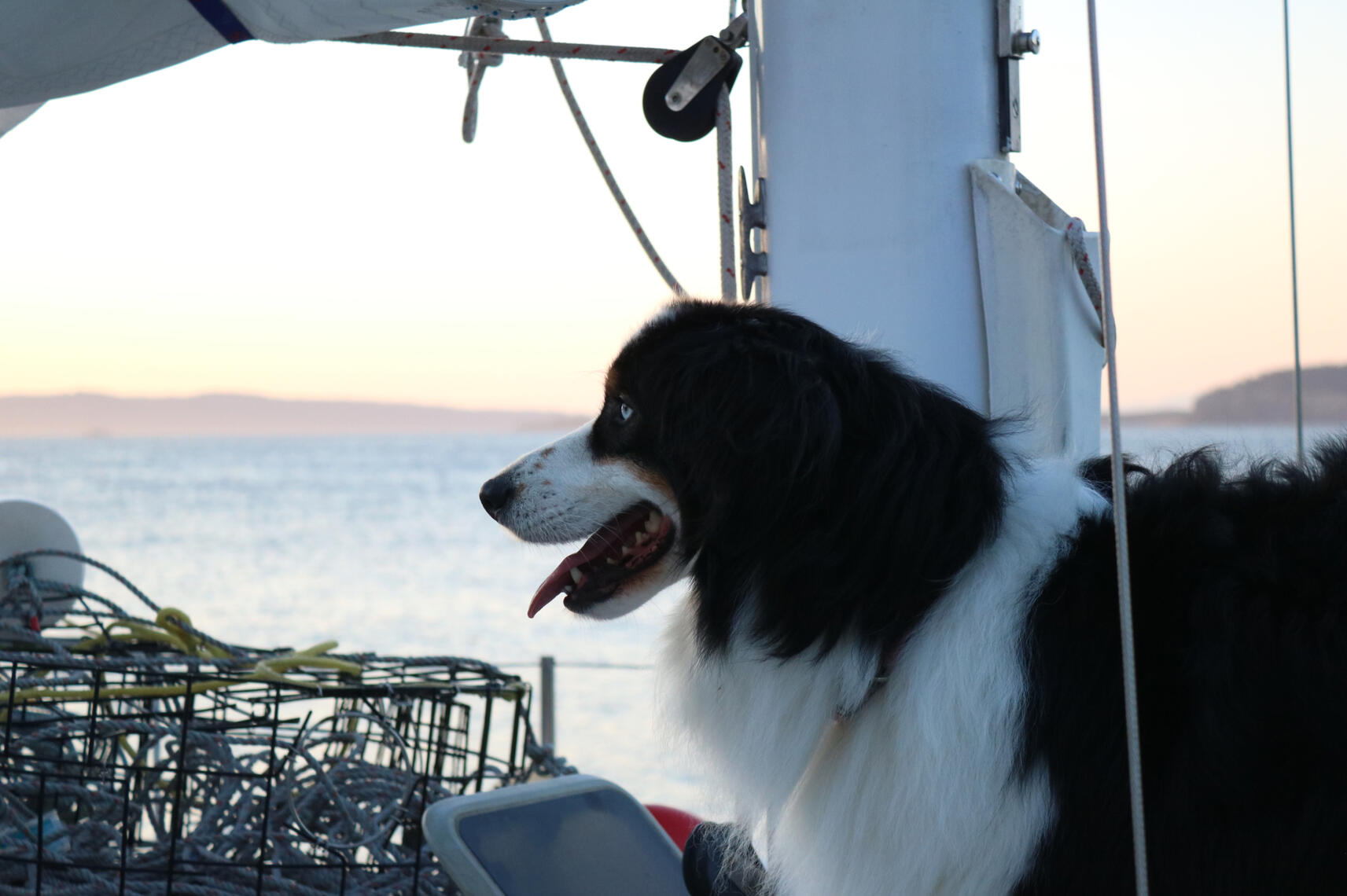 A black and white dog with bright blue eyes looks out over the water from a sailboat at sunset.