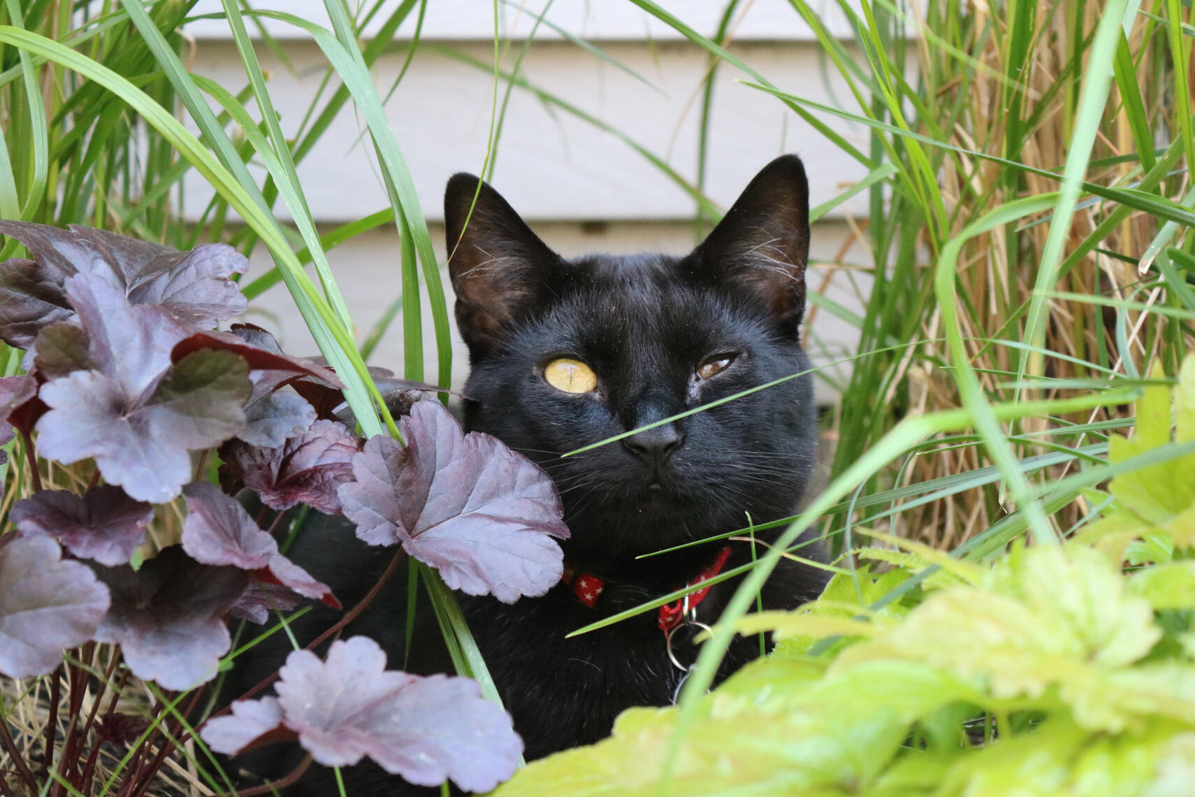 A black cat with one yellow eye and one partially closed eye peeks through lush green grass and purple foliage.