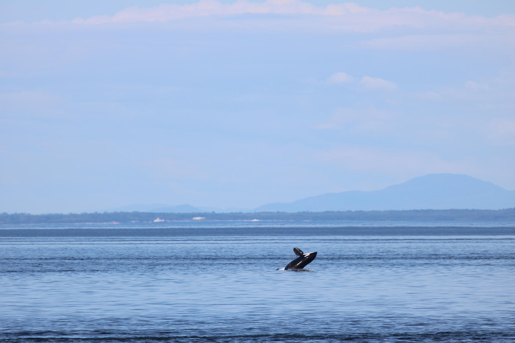 An orca breaches the surface of calm blue water, its black and white body arcing upwards against a hazy blue sky with distant, silhouetted islands.