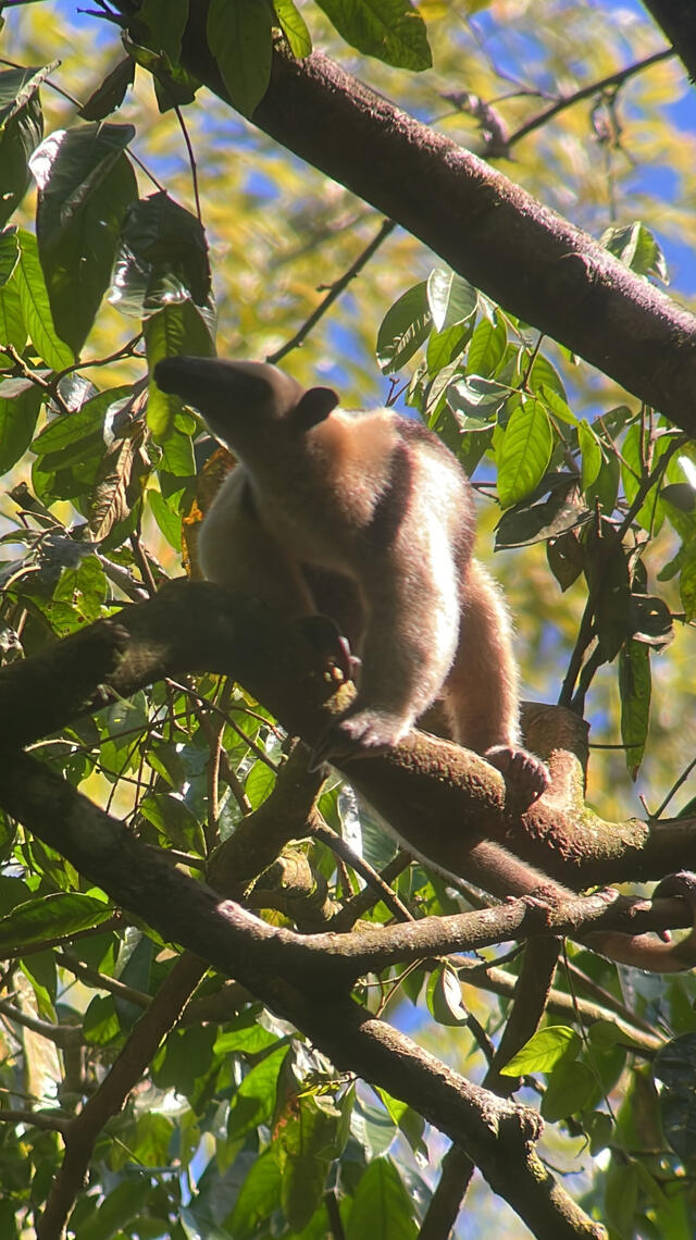 An anteater with light brown fur and a dark stripe down its back, perched on a tree branch among green leaves, with a blurred background of blue sky and foliage.