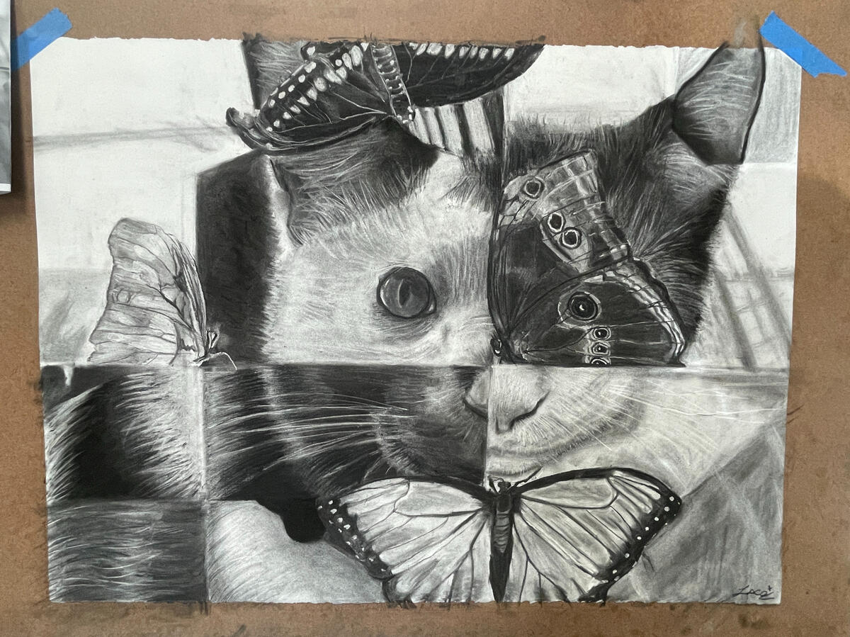 Charcoal drawing of a cat's face with four butterflies, presented in a grid of four squares. The cat is shown from different angles and with different images in each square.