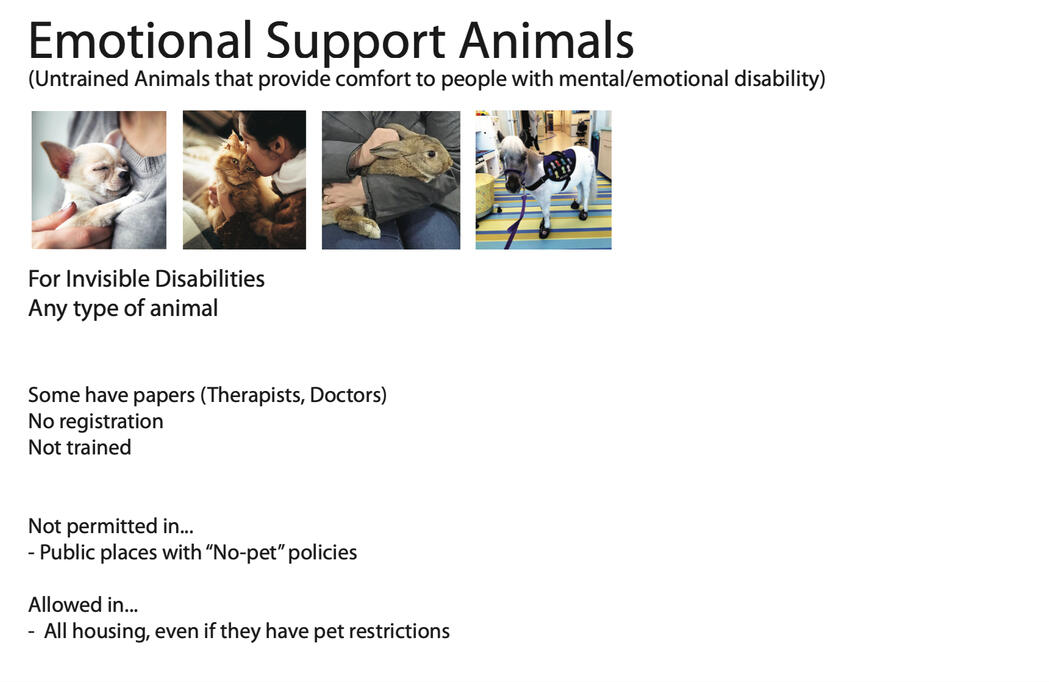 Untitled Moodboard showing information about Emotional Support Animals (ESAs). The title and description explains that ESAs are untrained animals used for comfort by people with emotional disabilities. The text explains info about ESAs.